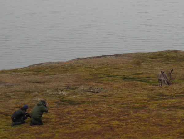 Approaching a reindeer